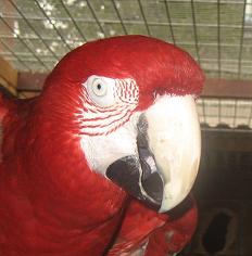 Guacamayo Rojo